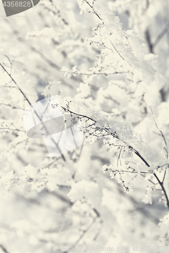 Image of Branches in snow