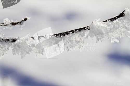 Image of Branches in snow