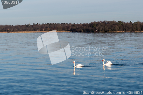 Image of Graceful swans in calm water