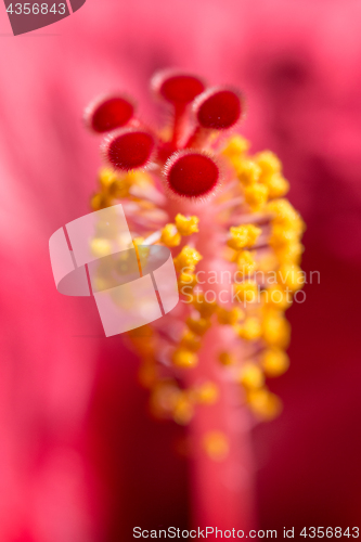 Image of Vertical floral blurred background Hibiskus red flower