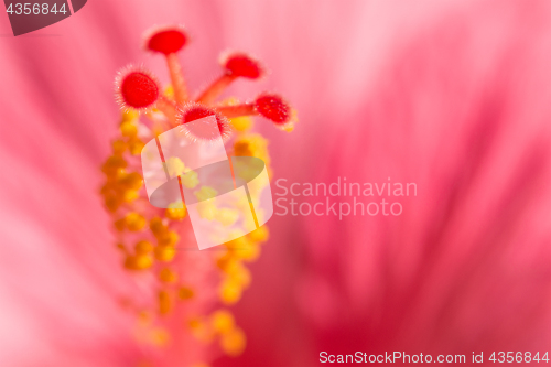 Image of Floral blurred background with pink exotic tropical Hibiskus flo