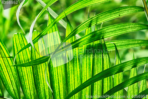 Image of green natural leaf background