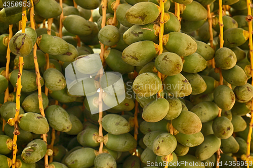 Image of date fruits texture