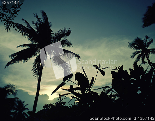 Image of silhouette of asian exotic jungle, palms and other trees on blue