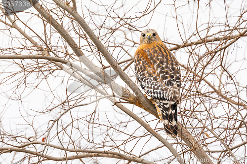 Image of California Red Hawk Watching From the Tree.