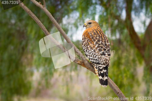 Image of California Red Hawk Watching From the Tree.