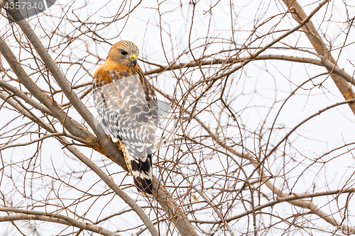 Image of California Red Hawk Watching From the Tree.