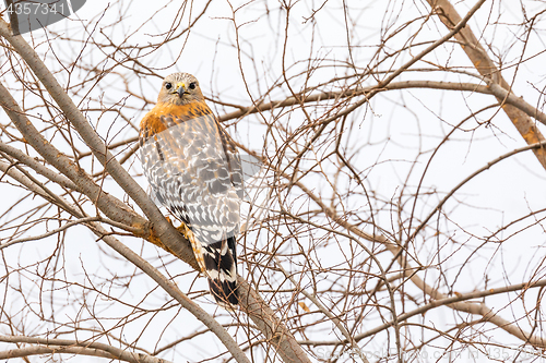 Image of California Red Hawk Watching From the Tree.