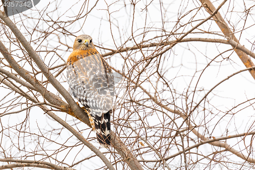 Image of California Red Hawk Watching From the Tree.