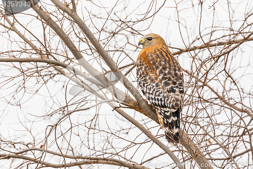 Image of California Red Hawk Watching From the Tree.