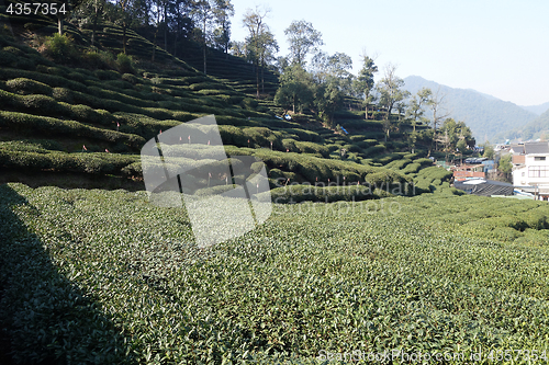 Image of Green Chinese Longjing tea plantation