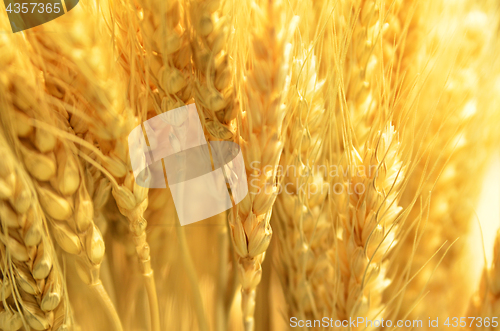 Image of Ears of golden wheat close up