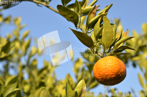 Image of Orange mandarin on the tree