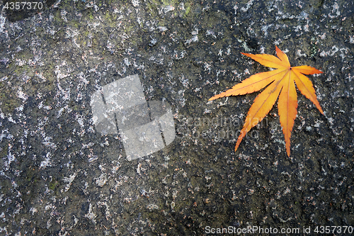 Image of Full autumn leave yellow on a brown ground in the fall