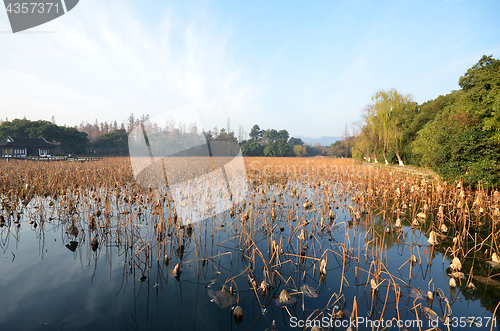 Image of Dead lotus plants during winter on West Lake, Hangzhou.