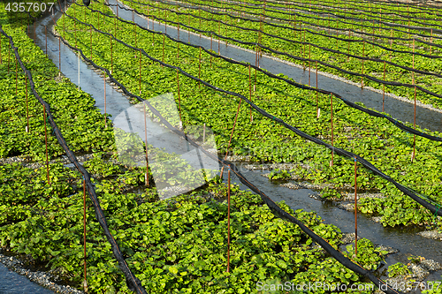 Image of Green Wasabi farm