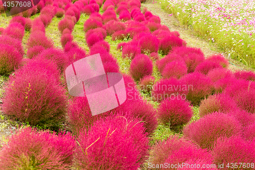 Image of Kochia flowers meadow