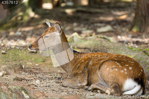 Image of Young deer in the park