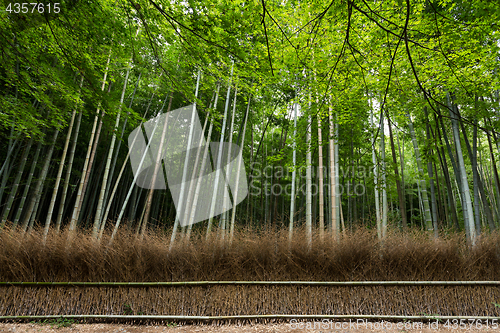 Image of Bamboo Forest at arashiyama