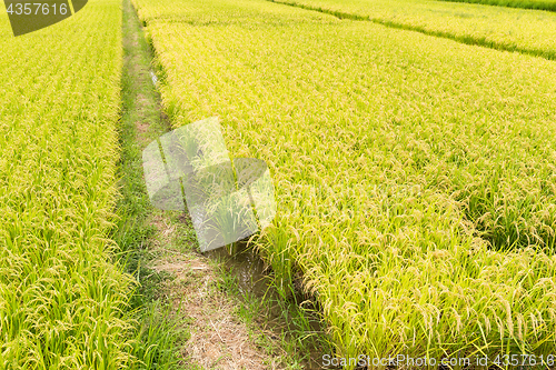 Image of Paddy Rice meadow