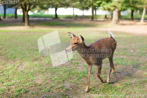 Image of Deer in Nara park