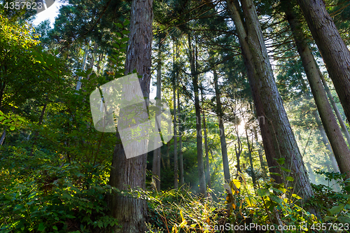 Image of Forest and sunlight