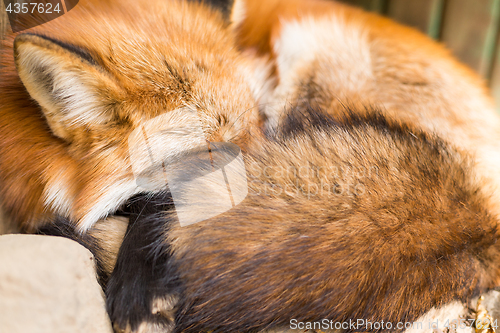 Image of Sleeping red fox