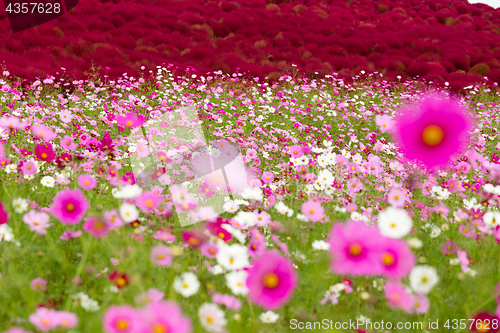 Image of Cosmos and Bassia scoparia field