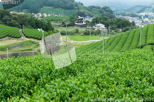 Image of Green Tea plantation