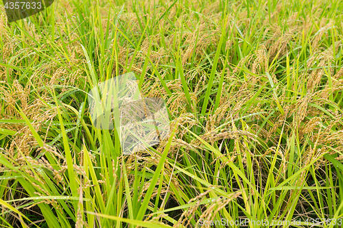 Image of Green Rice field