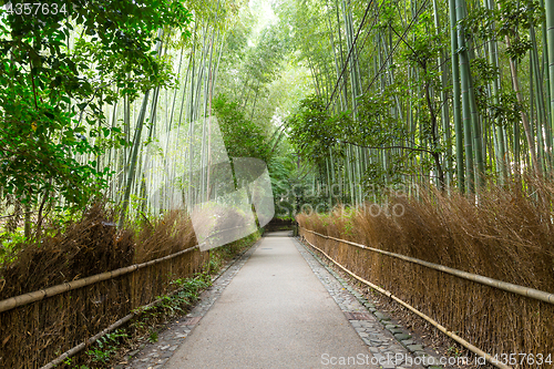 Image of Arashiyama Bamboo Forest in Kyoto Japan
