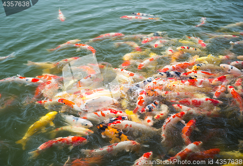 Image of Koi fish in pond in the garden