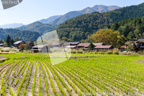 Image of Shirakawago and rice field