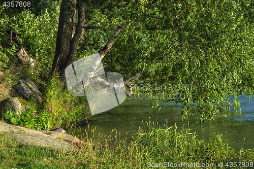 Image of On the shore of the lake.