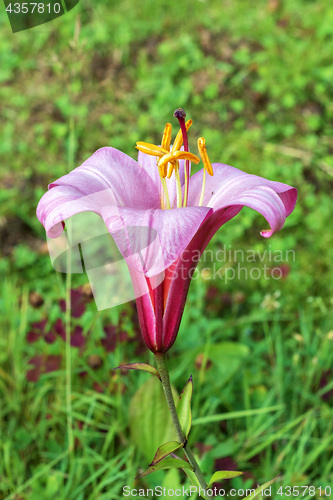 Image of The Lily flower.