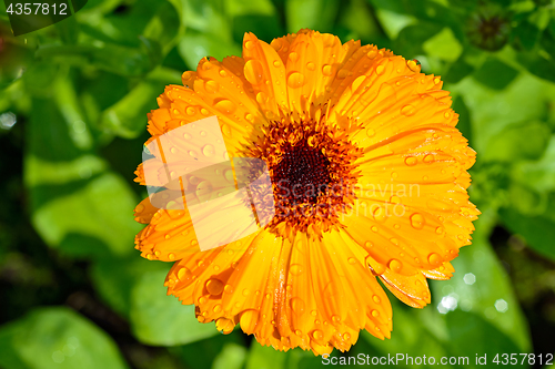 Image of Yellow flower of calendula.