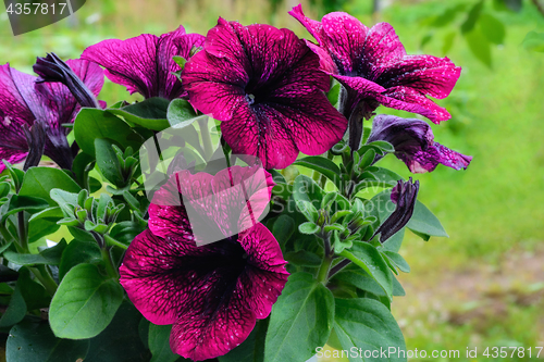 Image of Flowers purple petunias.