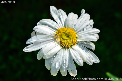 Image of Flower white daisies.