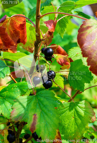 Image of Black currant berries.