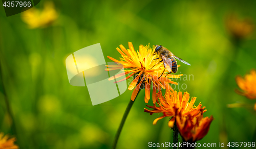 Image of Wasp collects nectar from flower crepis alpina