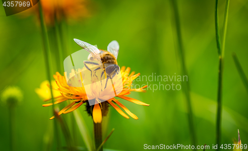 Image of Wasp collects nectar from flower crepis alpina