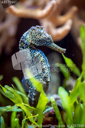 Image of Sea horse