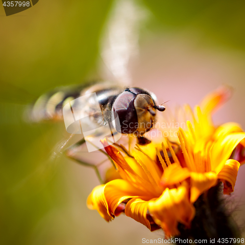 Image of Wasp collects nectar from flower crepis alpina