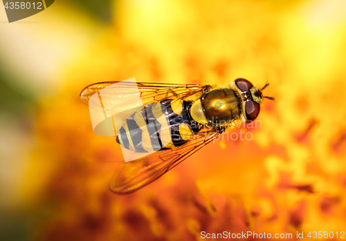 Image of Wasp collects nectar from flower crepis alpina