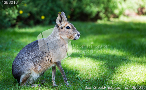 Image of Patagonian mara (Dolichotis patagonum)