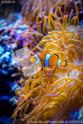 Image of Anemonefish