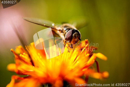 Image of Wasp collects nectar from flower crepis alpina