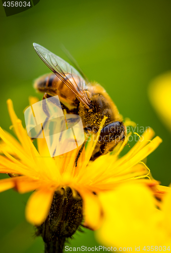 Image of Wasp collects nectar from flower crepis alpina