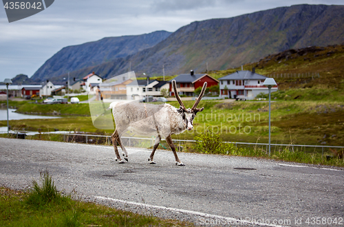 Image of Reindeer