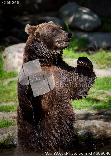 Image of Brown bear (Ursus arctos)